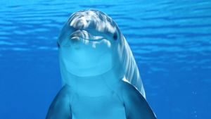 VIDEO Cum intră în ”transă” delfinii, de ce sunt hipopotamii cele mai periculoase animale mari din Africa și ce știm despre ornitorincii cu pinteni veninoși/ Animale cu potențial periculos și aparențe înșelătoare