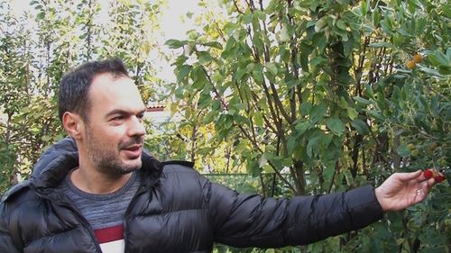 Un timișorean cultivă în grădină kaki, kiwi, rodii și arbore de căpșuni / ”Pun coceni de porumb, imediat lângă pomi, cu folie autoclimatică. Trebuie să le asigurăm și câteva grade în plus”