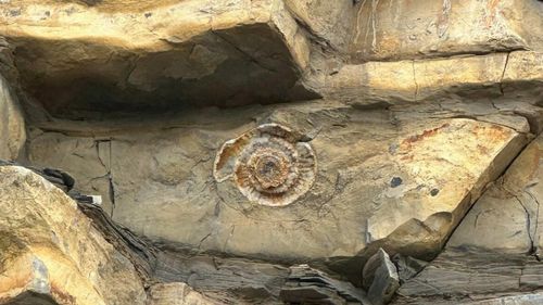 Un copil de 9 ani din Marea Britanie a găsit pe plajă o moluscă fosilizată veche de 200 de milioane de ani