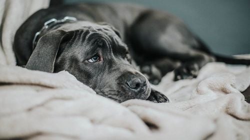 Și câinii au dureri de cap. Cum se manifestă: de la schimbări comportamentale la soluții veterinare / Semnalele pe care ți le transmite câinele tău când suferă