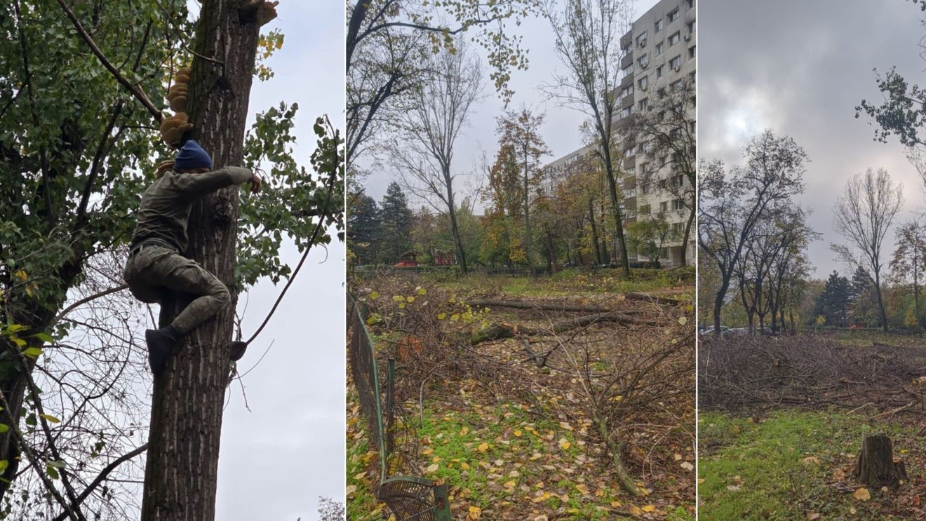 FOTO 14 arbori defrișați pe Bulevardul Nicolae Grigorescu din Sectorul 3. Poliția Locală verifică legalitatea tăierilor / Martorii reclamă că au fost amenințați / UPDATE: Amenzi dure de 20.000 de euro