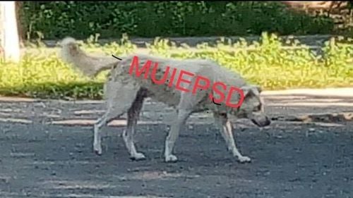 Sindicatul Gărzii de Coastă a găsit soluția să scape de maidanezi: Scrie pe ei M..E PSD ca să îi ia rapid ministrul de Interne