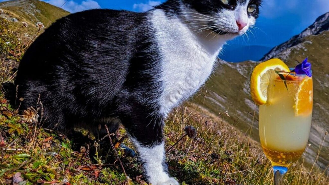 EXCLUSIV | Rodica, felina care trăiește la cel mai înalt punct locuit din România. Cum e viața la Stația Meteo Vârful Omu: povestea pisicii bucureștence, prietenia cu vulpea Foxy, întâlnirile cu urșii și aventurile în munți (VIDEO & FOTO)