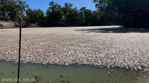 VIDEO Milioane de peşti morţi plutesc pe un fluviu din sud-estul Australiei / Apele inundațiilor se retrag și au un nivel scăzut de oxigen