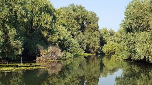 Delta Dunării îşi va pierde statutul de Rezervaţie a Biosferei, dacă schimbările climatice se vor menţine, susține șefa ARBDD