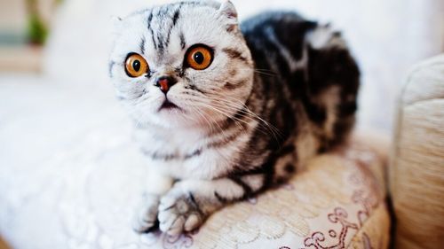 Oamenii de știință au aflat secretul pisicilor. Experimentul prin care și-au dat seama că felinele chiar recunosc vocea stăpânilor