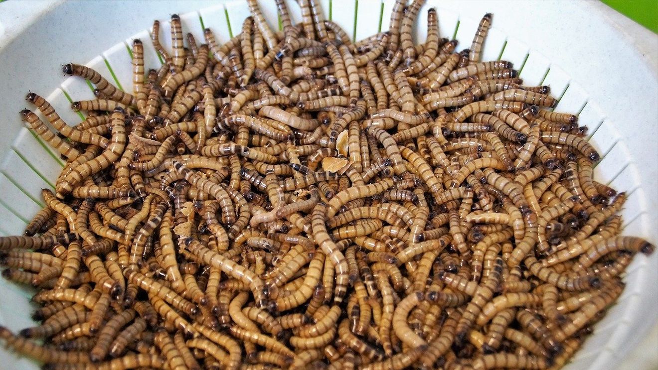 Comisia Europeană a autorizat în premieră o insectă ca aliment