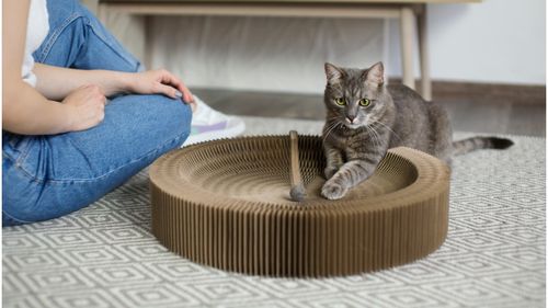 Dezvoltatorii japonezi au găsit cheia succesului: Apartamente special gândite pentru animalele de companie
