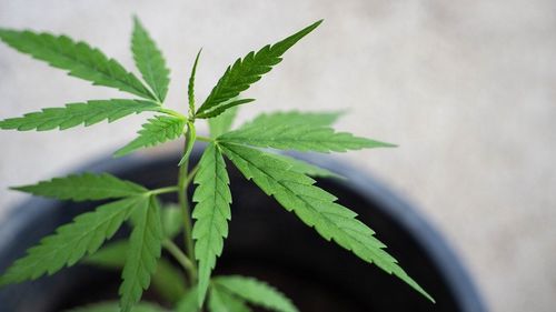 DIICOT a reținut un bărbat care ar fi trimis prin curier 37 de kilograme de canabis, din Spania în România/ Inculpatul, prins în flagrant în timp ce ridica pachetele din Timișoara