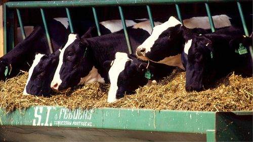 Râgâielile celor peste un miliard de vaci de pe planetă sunt o sursă majoră de emisii de metan / Un startup din Boston, susținut de un fond al lui Bill Gates, lucrează la un vaccin pentru a rezolva această problemă