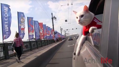 Motanul Ahile a prognozat victoria Italiei asupra Turciei, în meciul de deschidere a EURO 2020