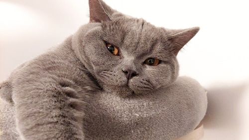 Știai că azi e Ziua Internațională a Pisicii? De ce sunt felinele reginele casei / Președinte de Asociație: Pentru că sunt distante, ne bucurăm de fiecare fărâmă de atenție pe care ne-o acordă