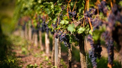 Cum salvăm viitorul vinului și cum protejăm vița de vie de canicula extremă care amenință următoarele generații/ Arma secretă marină