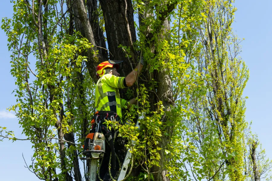 Indepărtări crengi uscate Parcul tineretului