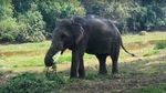 Elefantul prezicător a confirmat așteptările fanilor: Germania va câștiga primul meci de la Cupa Mondială