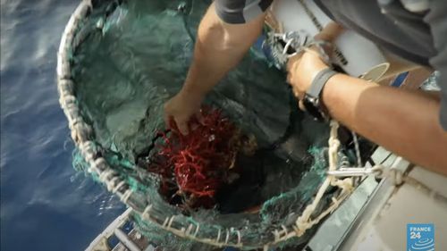 Un coral roșu, observat pentru prima dată în apele de mică adâncime din Patagonia