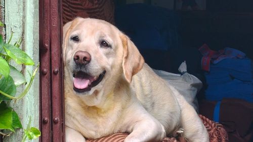 Programul Primăriei Sibiu pentru sterilizarea gratuită a câinilor, un eșec total: 225.000 de lei alocați și niciun animal castrat