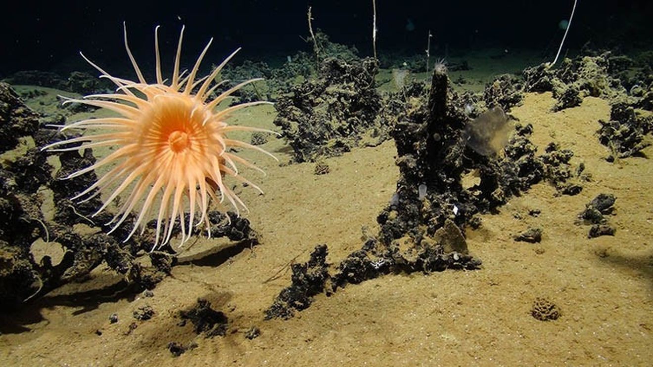 La mare adâncime în Oceanul Arctic trăiesc plante care s-au adaptat la absenţa aproape completă a luminii, arată un studiu publicat în Nature Communications