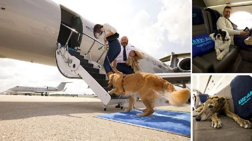 Prima companie aeriană pentru câini introduce noi rute. Animalele sunt tratate ca pasageri VIP, cu recompense gourmet, căști anti-zgomot și veterinari la bord