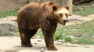 Un harghitean a fost atacat de urs în curtea propriei gospodăriei