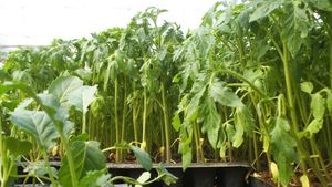 Şase persoane trimise în judecată la Buzău după ce ar fi vândut produse de protecţia plantelor toxice, neomologate