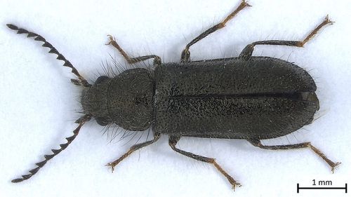 O specie de insectă, descoperită pentru prima oară în România în rezervația Dunele Marine de la Agigea