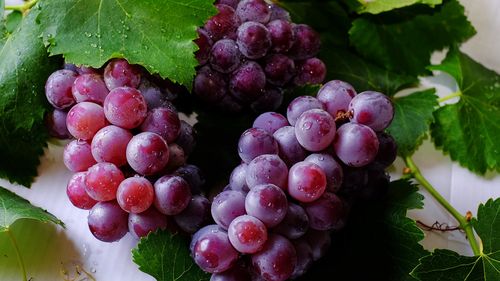 STUDIU Atât strugurii de masă, cât şi cei de vin au apărut în urmă cu 11.000 de ani, în Asia de Vest și Caucaz