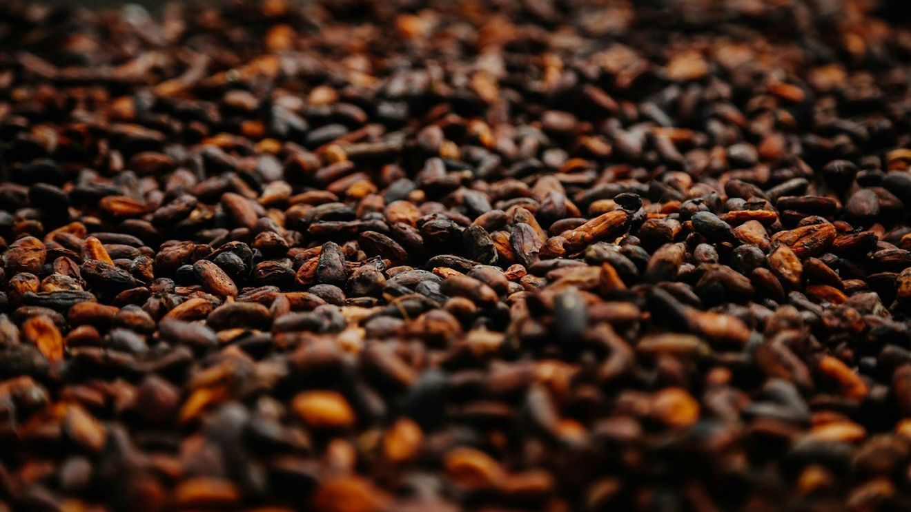 După cafea, zahăr şi soia, Brazilia vrea să domine şi piaţa de cacao