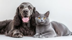 Animalele nu pot spune ce le doare: învață să recunoști primele semne ale problemelor articulare și să le previi eficient. Ghid complet pentru stăpânii de câini și pisici