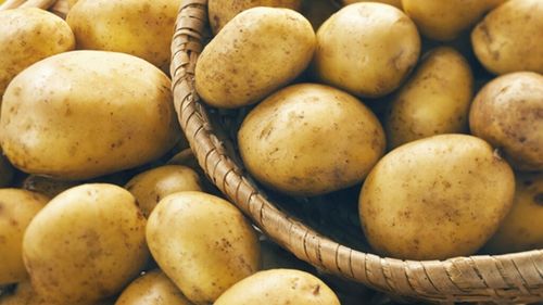 Cercetătorii au dezvoltat un nou soi de cartof, rezistent la boala „mana târzie” / Dr. Stefan Schmitz: „Mana târzie aduce pierderi de miliarde de dolari în fiecare an”