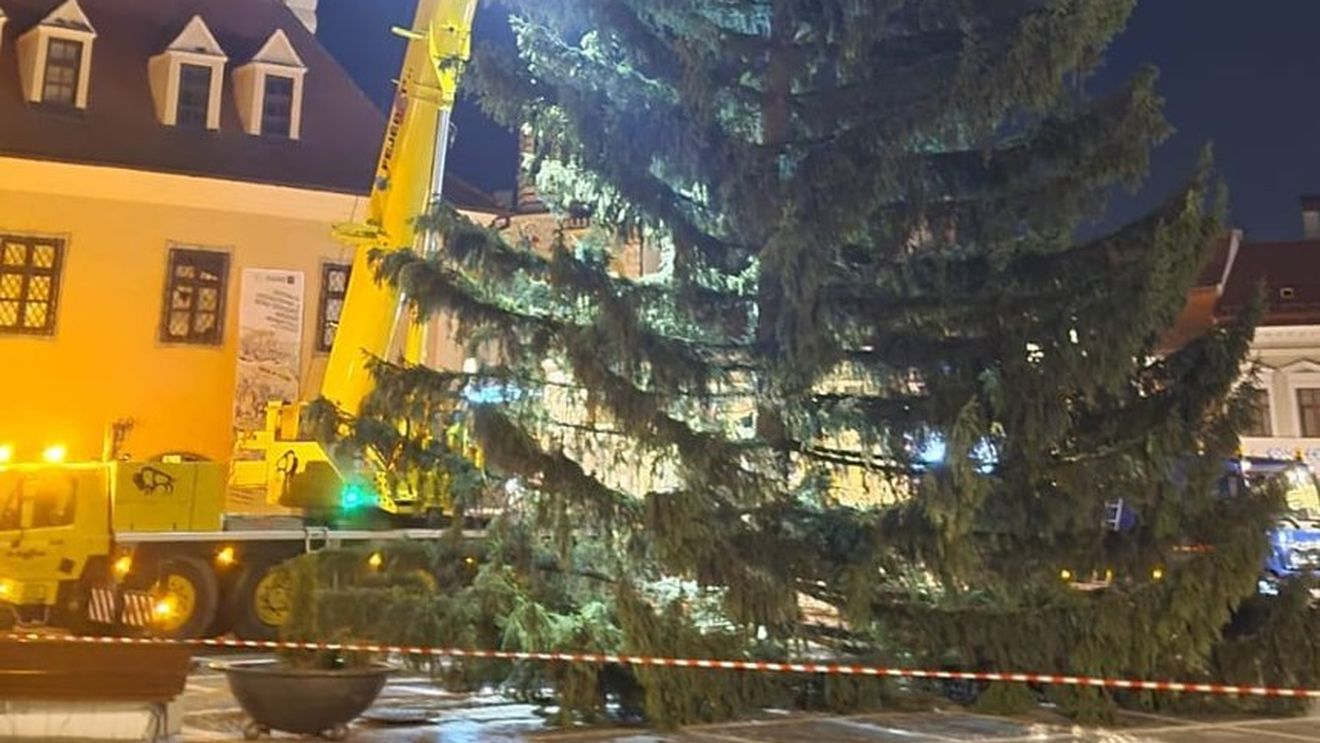 Brad de 20 de metri în centrul Brașovului, pentru care plătește doar tăierea și drumul / Primăria cumpără și 3.500 kg de cetină