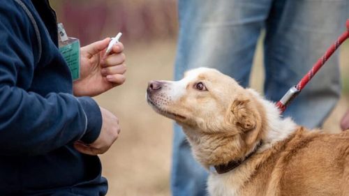 EXCLUSIV | Empatie în spatele gratiilor: Romanian Prison Dogs, programul care schimbă vieți – atât ale câinilor salvați, cât și ale deținuților (VIDEO)