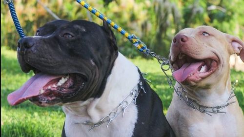 Jandarmii au intervenit pentru îndepărtarea a doi câini pitbull dintr-o piaţă din Arad, care erau agitaţi după ce omorâseră o pisică/ Proprietarul nu a fost identificat, câinii au fost ridicați