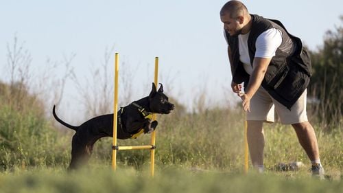 Animale de companie antrenate să fie soldați de pază. Câinii sunt tot mai căutați de bogații lumii să-i apere de bandele de hoți