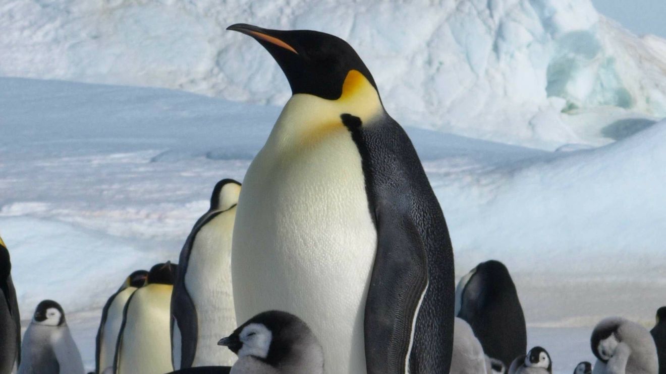 Mii de pui de pinguin imperial au murit în Antarctica în urma ruperii gheţii / Gheaţa de sub ei s-a topit şi s-a rupt înainte ca aceştia să aibă dezvoltate penele impermeabile necesare pentru a înota în ocean