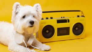 Top 30 cele mai populare nume de animale de companie inspirate de muzică în 2025