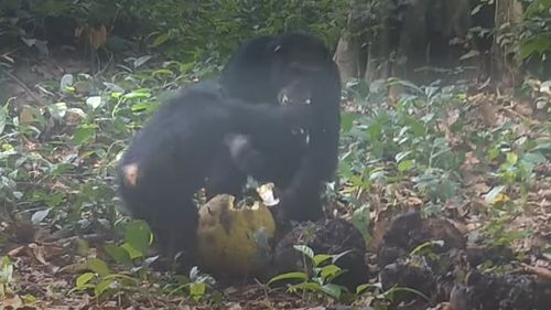 Cimpanzei sălbatici, filmați de oamenii de știință în timp ce se savurează fructe fermentate cu alcool