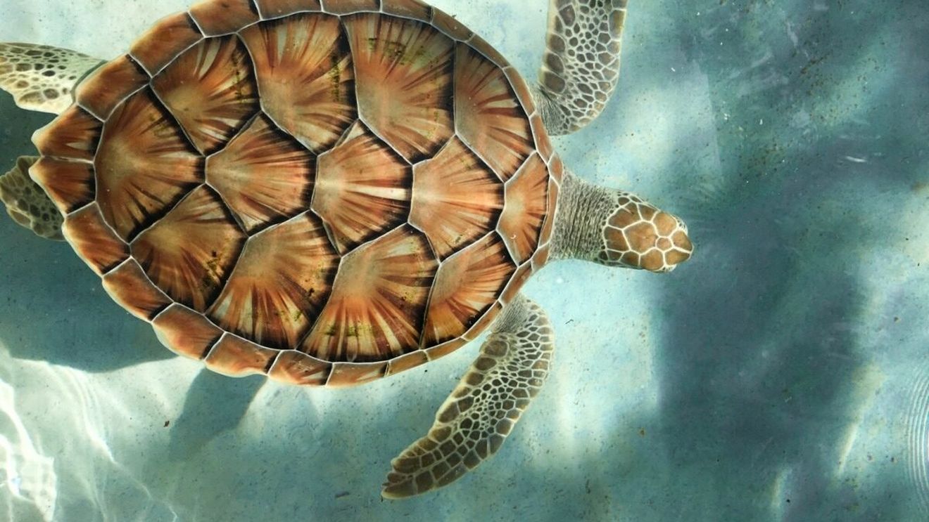 Un bărbat riscă închisoarea în SUA pentru că a transportat 850 de broaște țestoase în șosete către Hong Kong