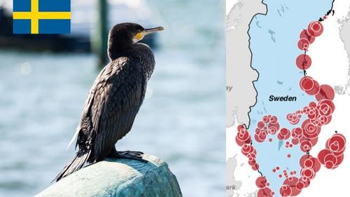 Ambasada Suediei, mesaj despre populația de cormorani, aluzie la afirmațiile lui Petre Daea din Parlamentul European