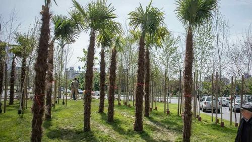 Negoiță spune că a cumpărat 200 de palmieri pentru sectorul 3 / Viceprimarul Lucian Judele: A luat și mandarini, portocali, măslini