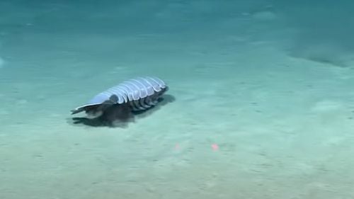 VIDEO O nouă specie de izopod uriaș de mare adâncime, descoperită în Golful Mexic