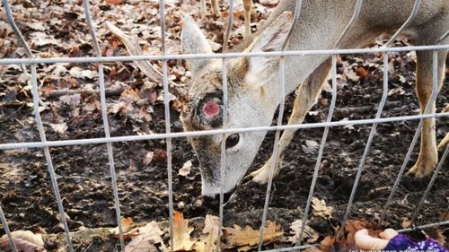 Bărbat, acuzat că a rupt cornul unui căprior de la grădina zoologică din Hunedoara / Acesta susține că a găsit cornul rupt în gardul împrejmuitor