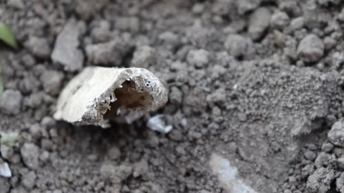 Schelete umane, descoperite pe locul unei foste biserici ortodoxe de la 1798, în județul Bacău/ Asociația ”Vasile Pârvan”: Autoritățile nu au anunțat Direcția Județeană de Cultură, au fost distruse multe probe de mare importanță