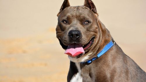 Câinele care a atacat-o și ucis-o pe femeia de 70 de ani din Caraș-Severin, interzis în Marea Britanie: „O rasă cu potențial agresiv mare. Dacă este crescut necorespunzător, poate deveni dificil. Dar poate fi și un bun companion” / Recomandările instructorului canin pentru rasa American Bully