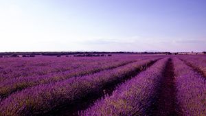 O reglementare europeană ar putea clasifica lavanda drept o plantă periculoasă