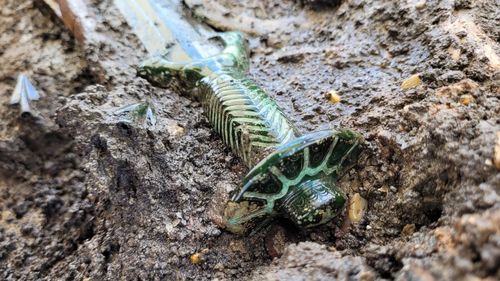 FOTO „Descoperire foarte rară”: Arheologii au găsit în Bavaria o sabie veche de 3.000 de ani atât de bine conservată încât încă strălucește