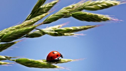 Oamenii consumă zilnic insecte sau ingrediente populare provenite din acestea, fără să realizeze / Carminul este folosit în iaurturi, înghețate sau gogoși