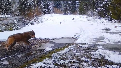 Pauza de respirație. O haită de lupi fuge când vede camera de monitorizare a rangerilor din Parcul Natural Apuseni