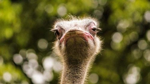 Doi bărbaţi din Giurgiu au fost arestaţi preventiv după ce au furat şi ucis doi struţi