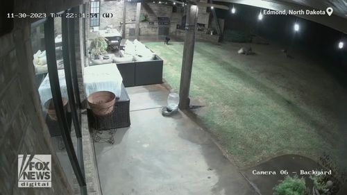 VIDEO O pisică salvează viața unui câine atacat de doi coioți în curtea unei case din Dakota de Nord / „Nici într-un milion de ani nu m-aș fi așteptat ca o pisică să facă asta / Știa exact ce se întâmplă. Fără nicio ezitare, a acționat”